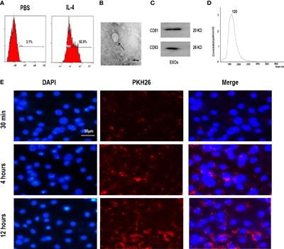 Exosomes Derived From M2 Macrophages Facilitate Osteogenesis and Reduce Adipogenesis of BMSCs